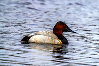 Canvasback 2