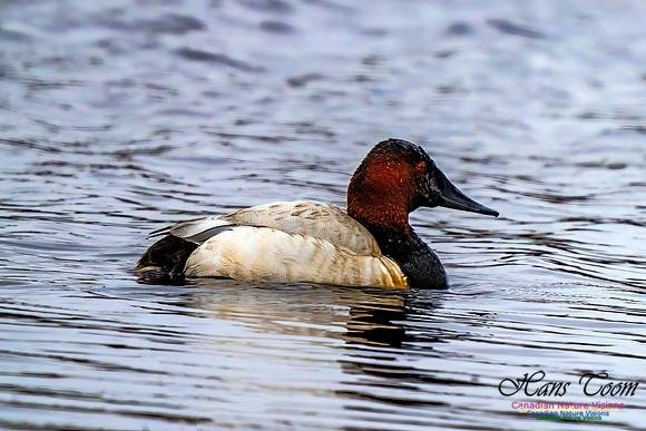Canvasback 301