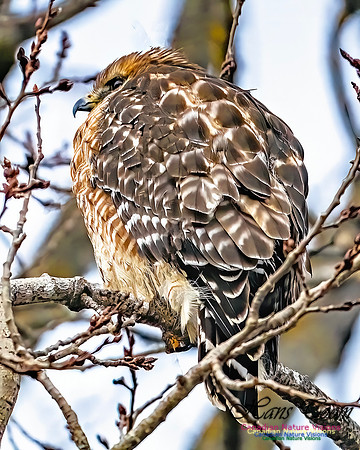 Red-shouldered Hawk 900