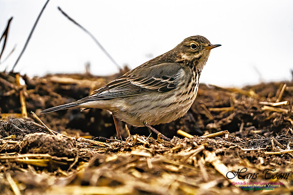 American Pipit 700