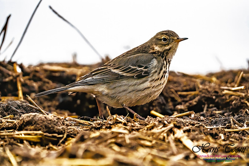 American Pipit 700