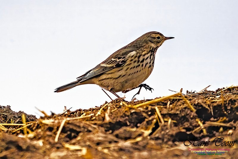 American Pipit 702