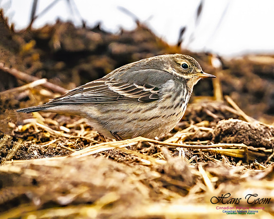 American Pipit 701