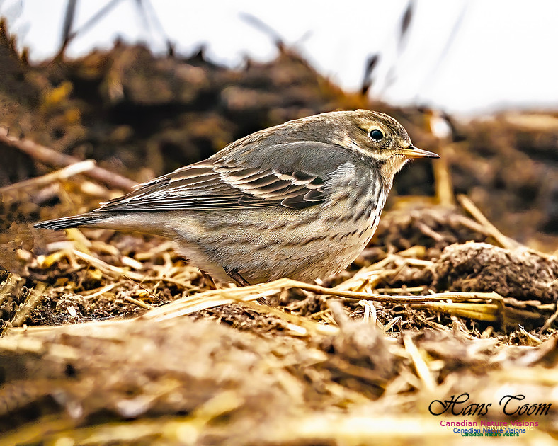 American Pipit 701