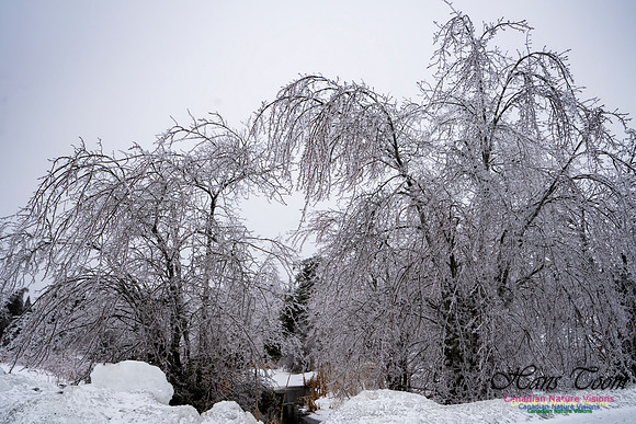 Ice Storm 2022 107