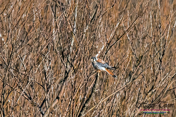 American Kestrel