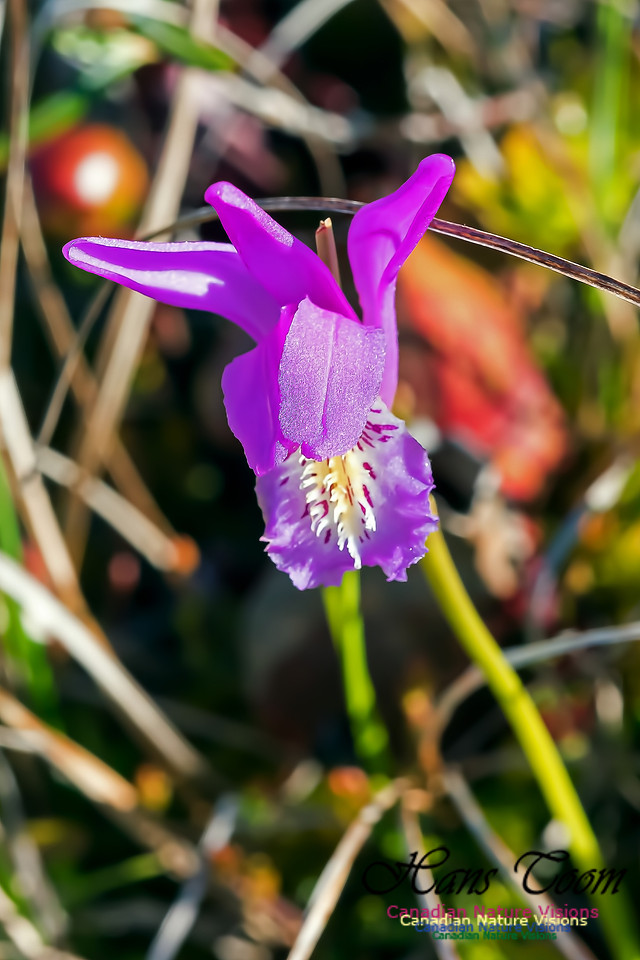 Dragons Mouth Orchid