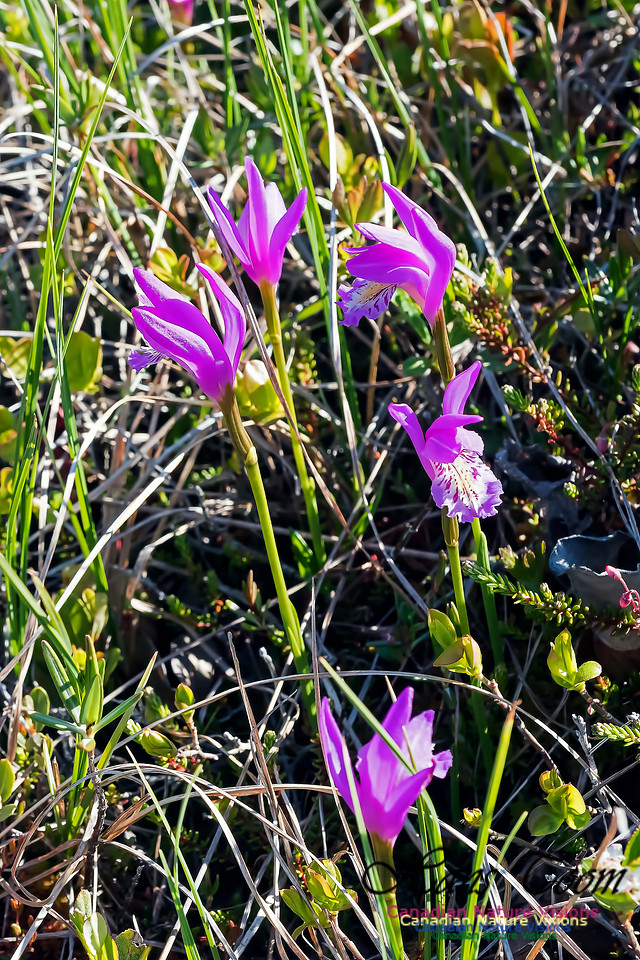 Dragons Mouth Orchid