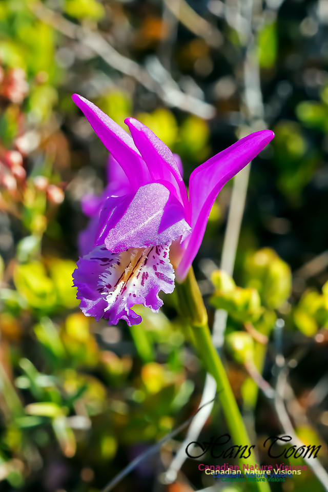 Dragons Mouth Orchid