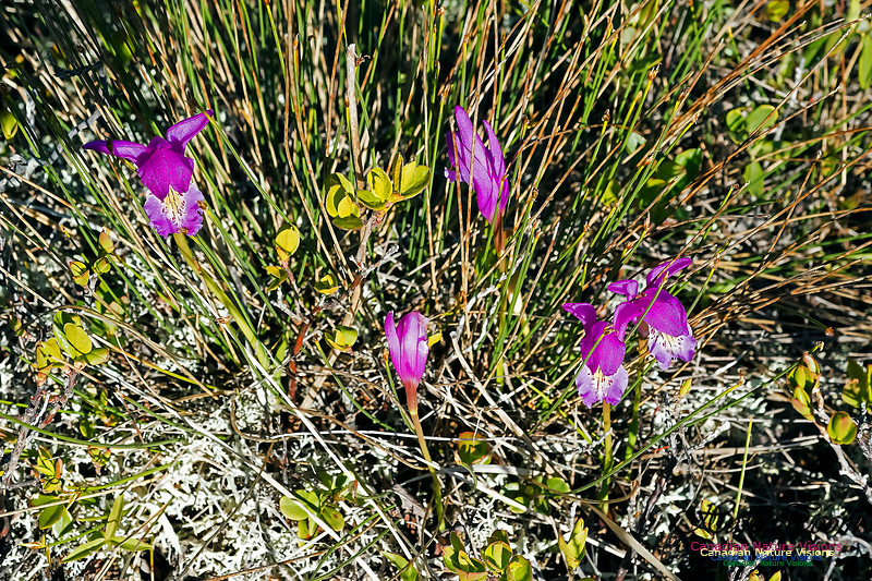 Dragons Mouth Orchid
