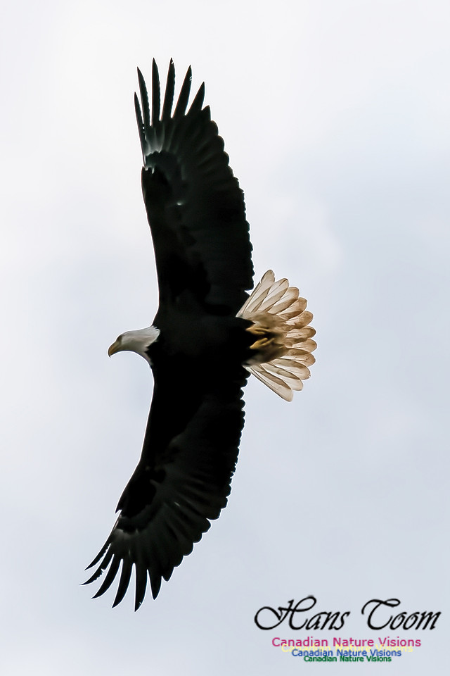 Bald Eagle