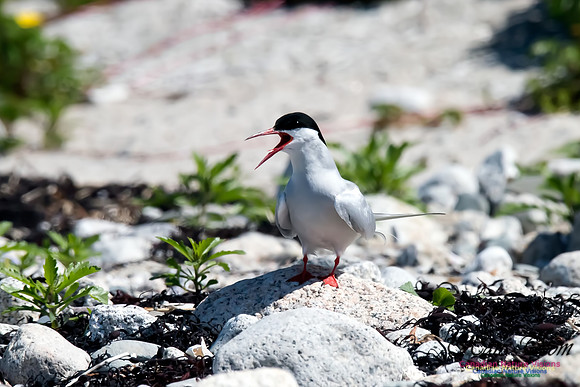 Sambro Island