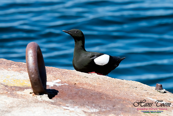 Sambro Island
