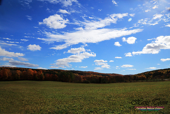 Maple Forest Fall Colours 2016