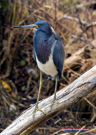 Tricoloured Heron 21