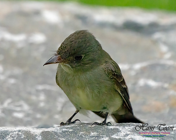 Eastern Wood-pewee 100