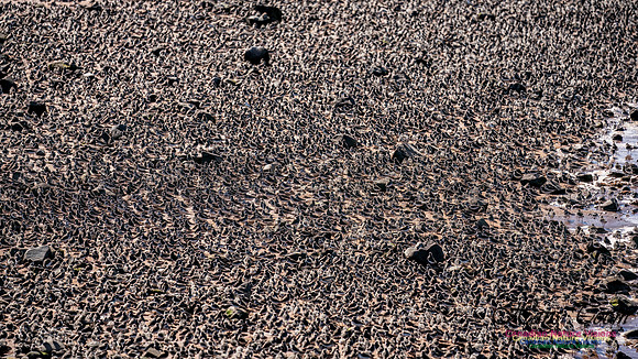 Peeps Evangeline Beach 2024 940