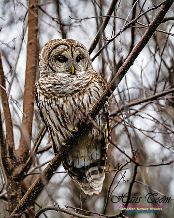 Barred Owl 107