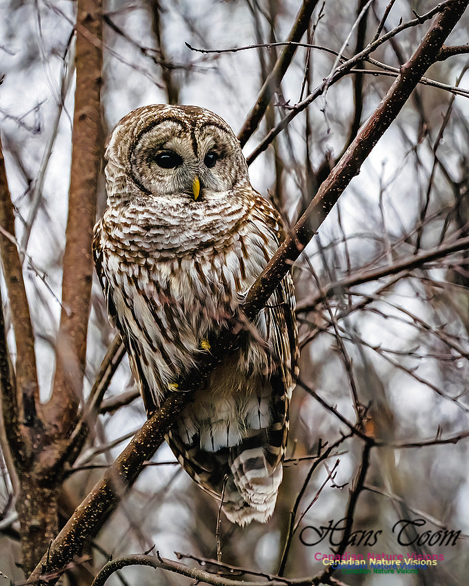 Barred Owl 107