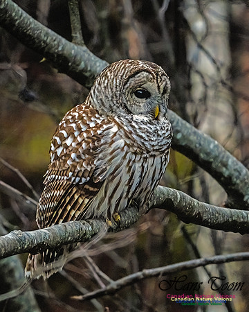 Barred Owl 101