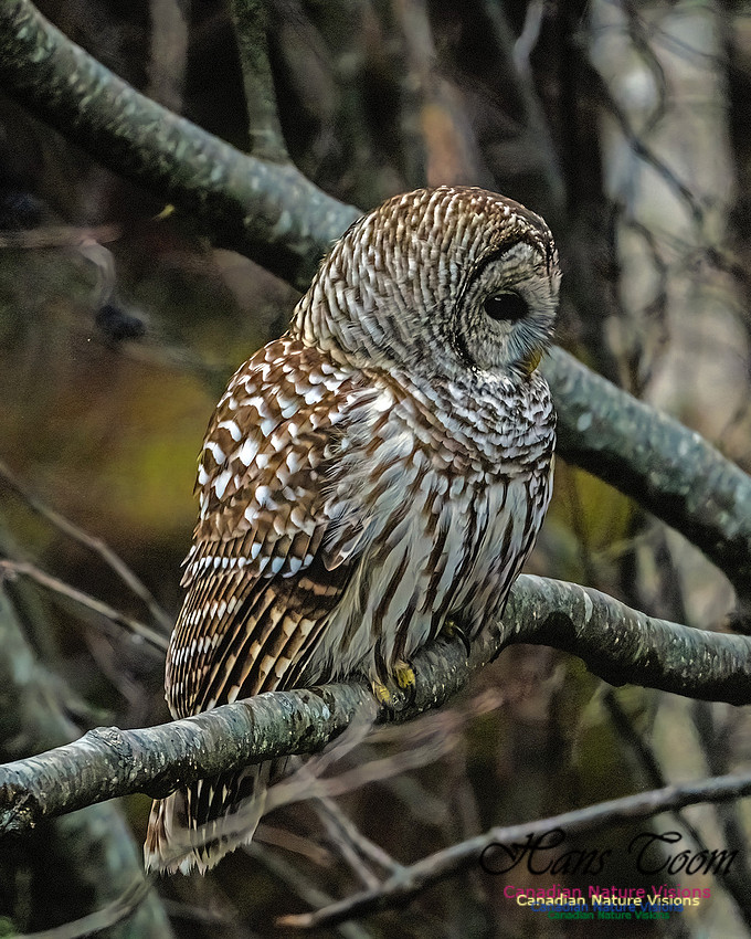 Barred Owl 103