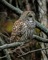 Barred Owl