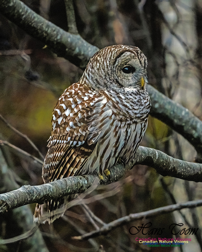 Barred Owl 100