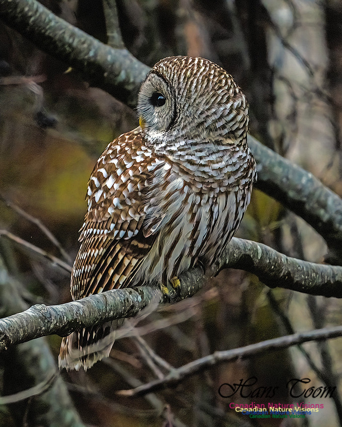 Barred Owl 102