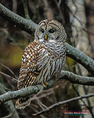 Barred Owl 104