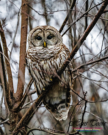 Barred Owl 106
