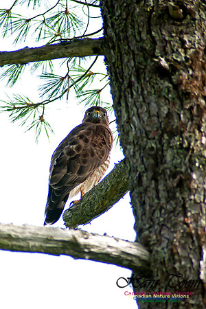 Broad-winged Hawk