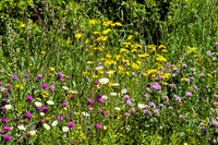 Wildflower Bouquet