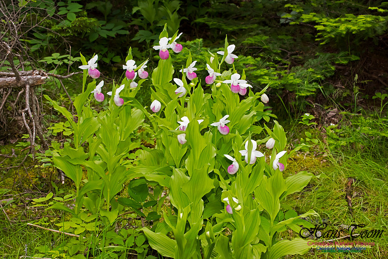 Showy Lady's-slipper Orchid