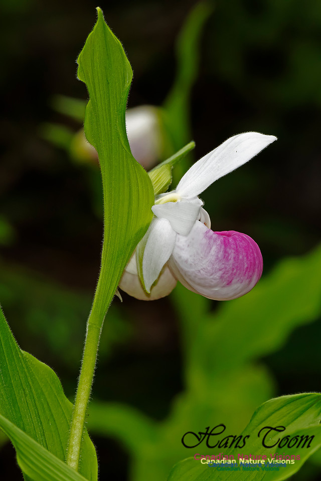 Showy Lady's-slipper Orchid