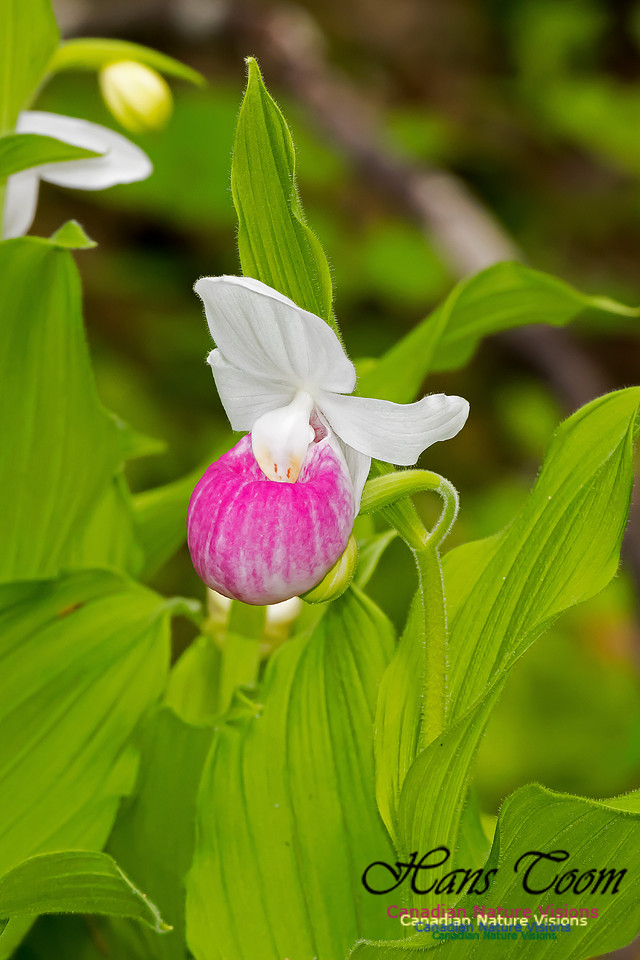 Showy Lady's-slipper Orchid