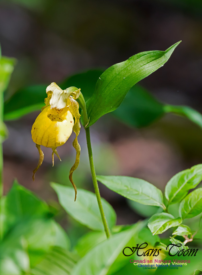 Showy Lady's-slipper Orchid