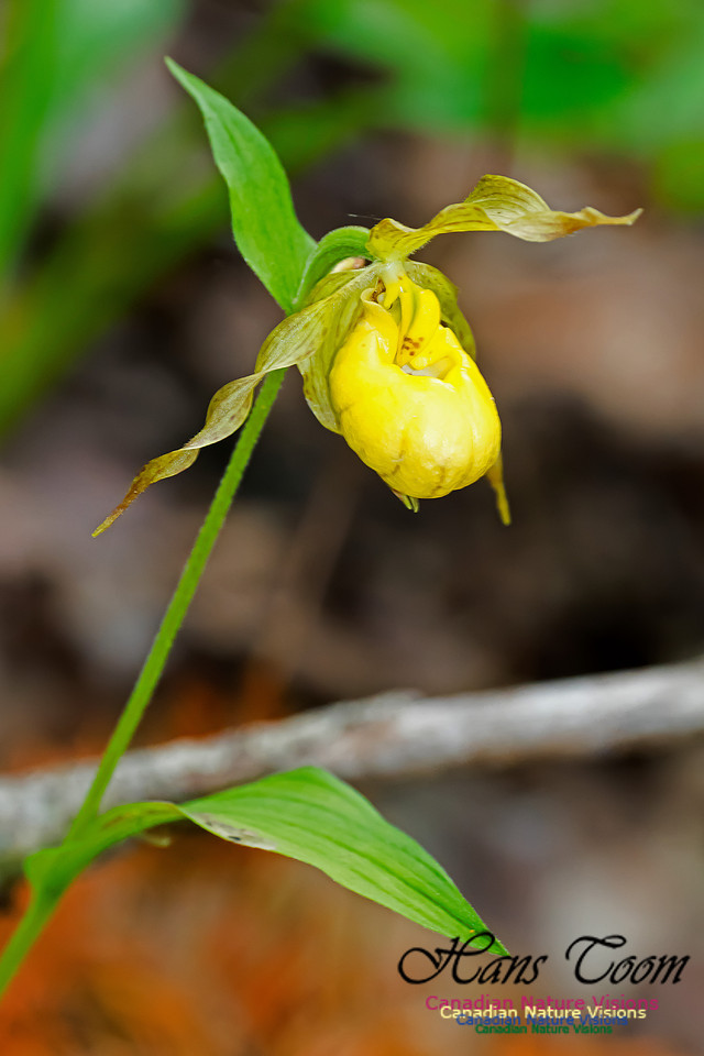 Showy Lady's-slipper Orchid
