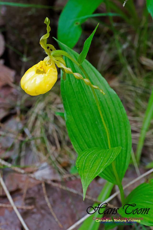 Showy Lady's-slipper Orchid