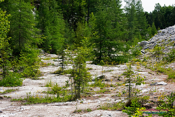 Gypsum Forest