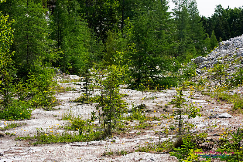 Gypsum Forest