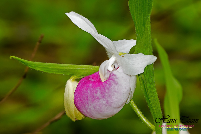 Showy Lady's-slipper Orchid