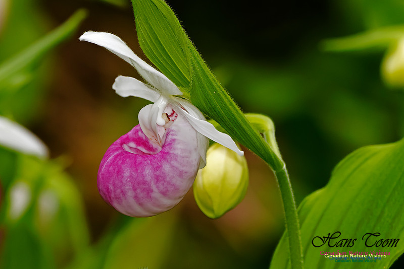 Showy Lady's-slipper Orchid