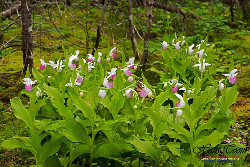 Showy Lady's-slipper Orchid