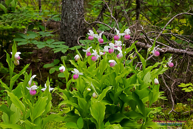 Showy Lady's-slipper Orchid