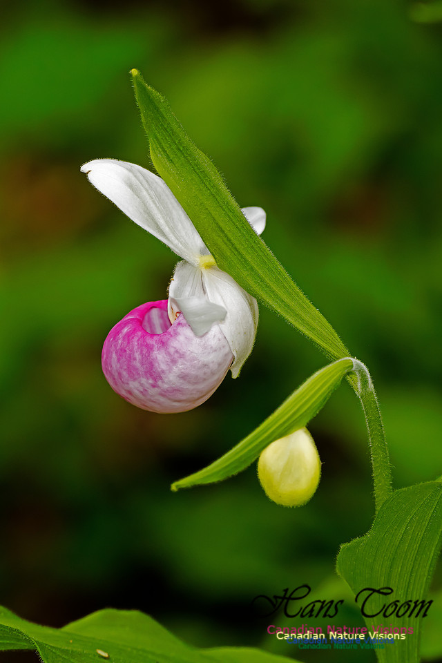 Showy Lady's-slipper Orchid