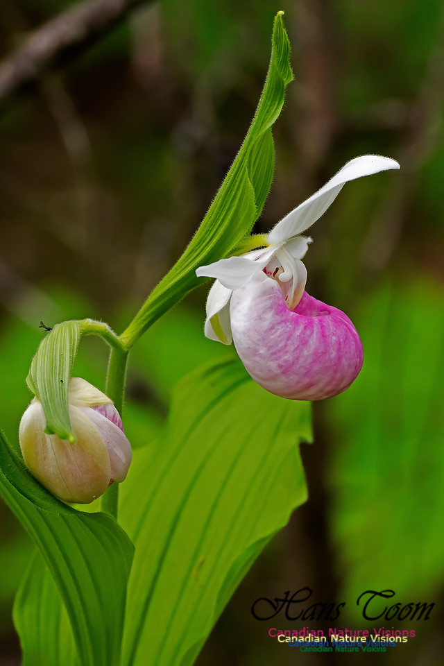 Showy Lady's-slipper Orchid