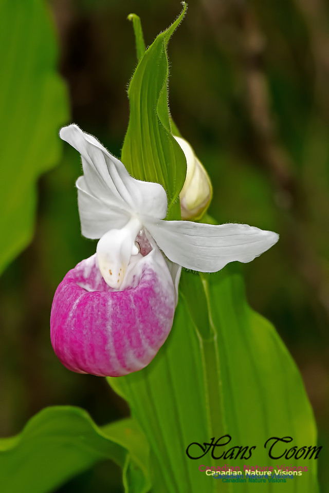 Showy Lady's-slipper Orchid