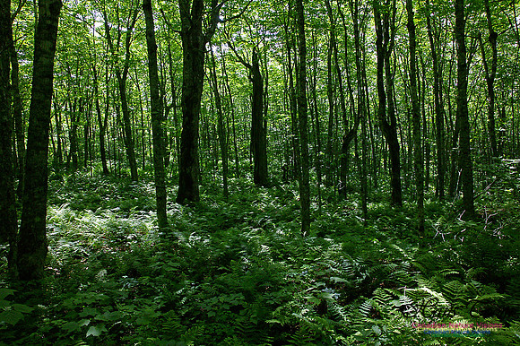 Cape Chignecto Forest