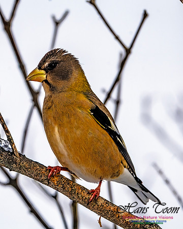 Evening Grosbeak 102