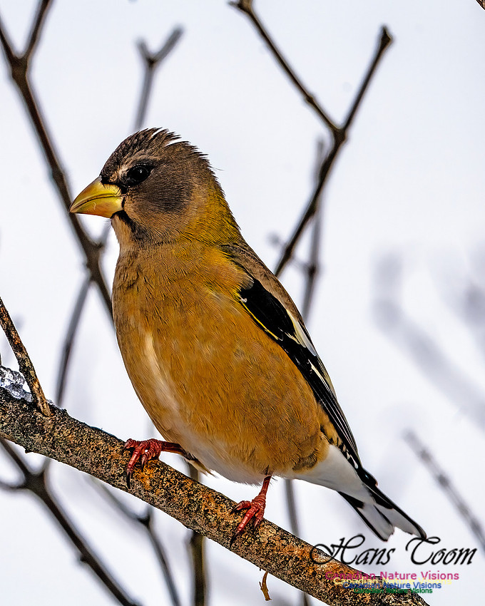 Evening Grosbeak 102